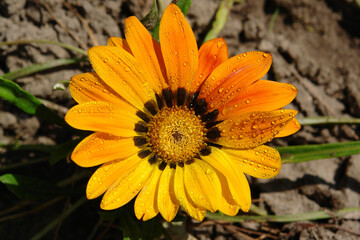 A close up of brilliant yellow-orange flower of Gazania rigens (sometimes called treasure flower),...