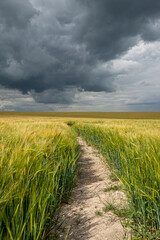 Fototapeta na wymiar Dark stormy sky above a wheat field