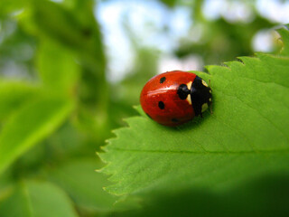 A close up of wet ladybird (Coccinella septempunctata) on a bright green leaf of dog rose, natural blurred background