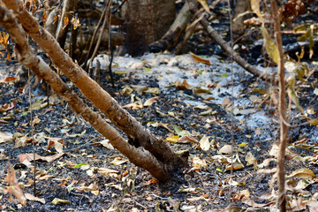 autumn in the forest