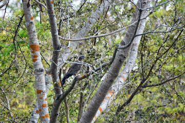 Fototapeta premium spring in the forest