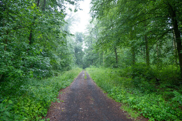 hiking trail in light rain in the forest or at the edge of the forest in the open countryside in germany