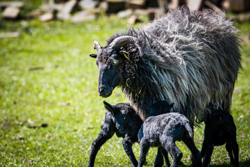 Mammaschnucke mit Nachwuchs
