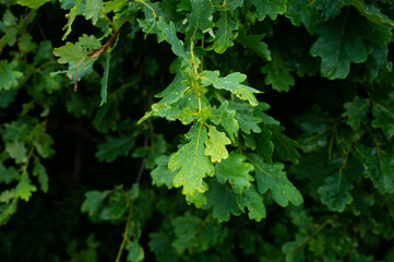 oak leaves with raindrops on them