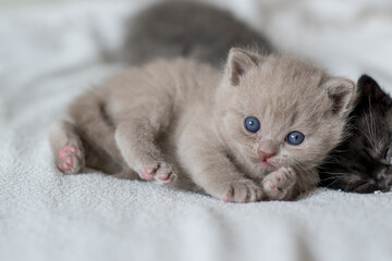 portrait of lilac british short hair kitten.
little and funny 2-3 weeks old kitten with soft color hair