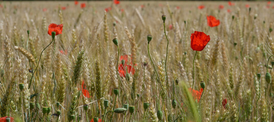 Fototapeta premium Petits coquelicots dans champ d'orge