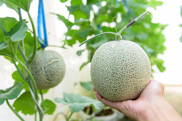 Fresh melon in greenhouse