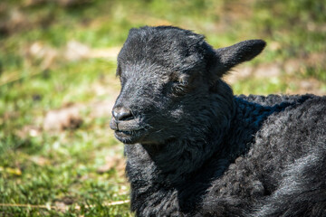Fototapeta premium Heidschuckenlammgesicht