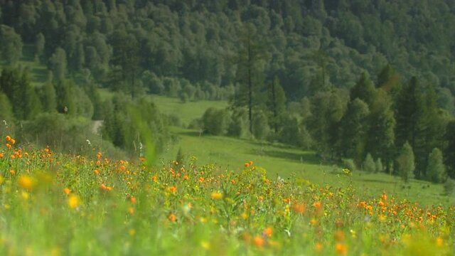 Mountain flowers at windy weather