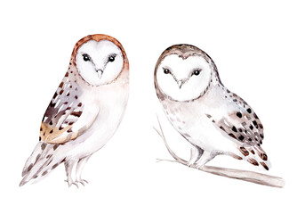 Woodland watercolor cute animals baby owl. Scandinavian owls on forest nursery poster design. Isolated charecter