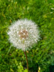 Naklejka premium dandelion on green grass background