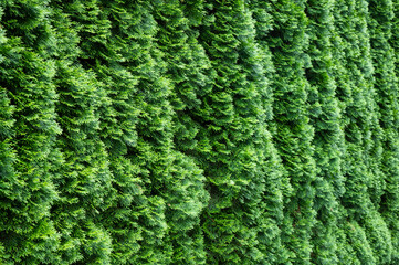 tuja hedge in juicy fresh green with interesting light effects - obrazy, fototapety, plakaty