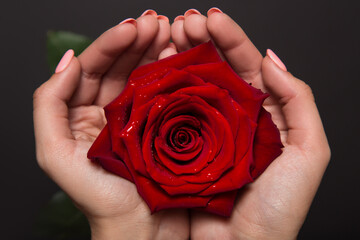 woman's hands hold a red rose. View from above. Dark background
