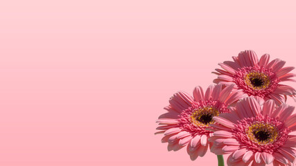 Wallpaper bouquet pink gerbera flower background
