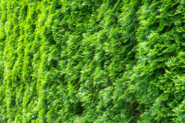 tuja hedge in juicy fresh green with interesting light effects - obrazy, fototapety, plakaty