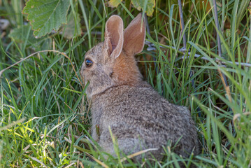 Cute Young Cottontail Rabbit