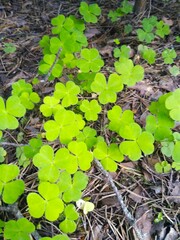 green leaves of Oxalis acetosella in the summer forest