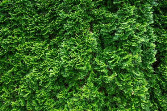 tuja hedge in juicy fresh green with interesting light effects