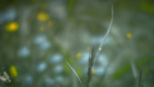 Mountain flowers at windy weather