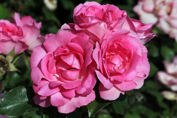 Blooming rose of the Triomphe de L`Exposition variety from the group of remontans