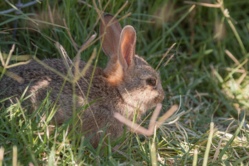 Cute Young Cottontail Rabbit