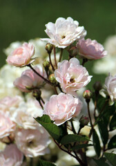 Blooming rose variety Eulalia berridge from the group of polyanthus close-ups.