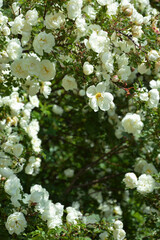 blooming wild rose Bush. white flowers in the Park. green plant in summer.