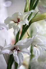 Cv. Lucky Star, gladiolus flower, close-up