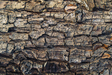bark of a  tree, texture, close up