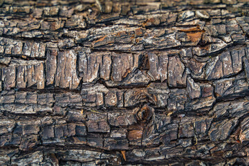 bark of a  tree, texture, close up