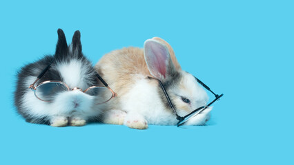 Two cute little baby bunny rabbits wearing glasses waiting for something or sleepy.