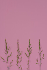 Real grass close up on a soft pink background