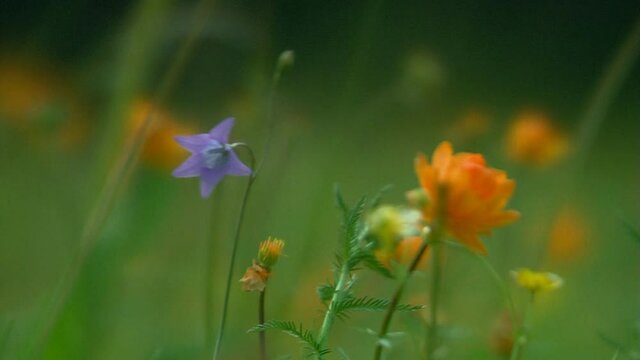 Mountain flowers at windy weather