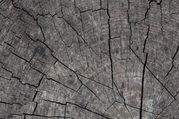 old grey wood texture. wooden background. cut stump
