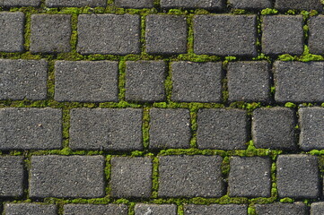 Cobble stone walkway with green moss seals