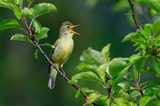 Bird. The icterine warbler (Hippolais icterina) is an Old World warbler in the tree warbler genus Hippolais.