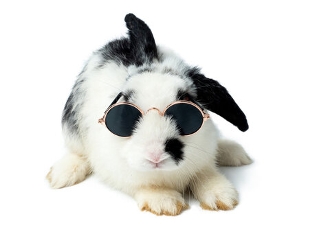 Cute little white and black rabbit wearing sunglasses on white background. Funny pose of bunny sitting.