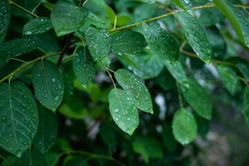 raindrops on a lush green leaf, water as a source of life in climate change
