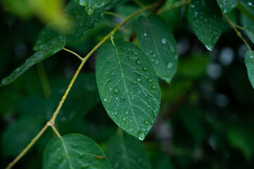raindrops on a lush green leaf, water as a source of life in climate change