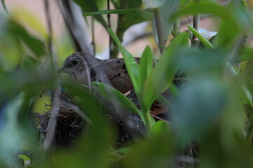 frog in a pond