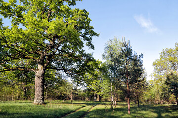Beautiful oaks on the banks of the Neman River in the Lipichanskaya Pushcha Nature Reserve, Belarus