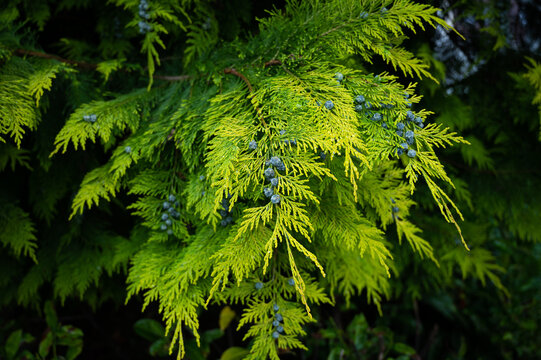 tuja hedge in juicy fresh green