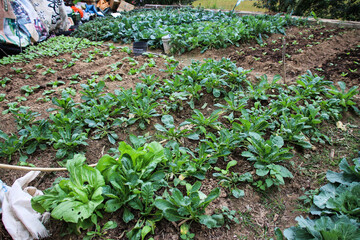 Taiwan agriculture rural