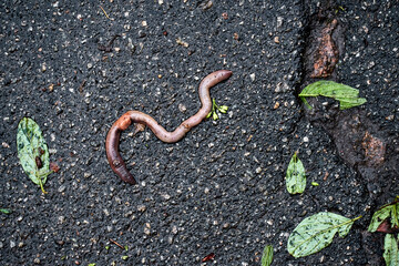 Earthworm crawled onto the asphalt after heavy rain. tree leaves lie after cracks on asphalt. strange childless animal, Haplotaxida