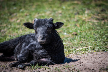 Heidschuckenlammgesicht