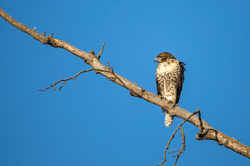 red tailed hawk