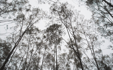 winter_trees_sky 2