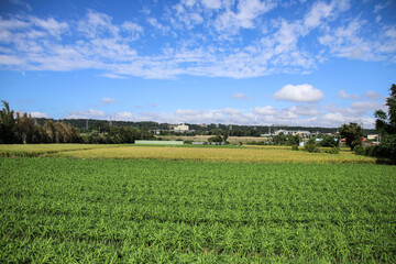 Fototapeta na wymiar Taiwan agriculture rural