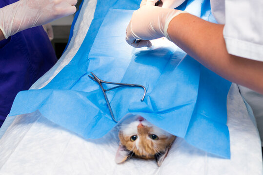 Close up image cat on the operating table and veterinary surgery.Veterinary concept. cat abdominal surgery at veterinary clinic