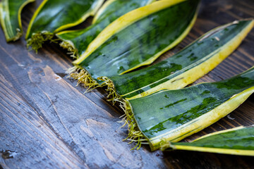 
Sansevieri leaves with roots on the wooden table